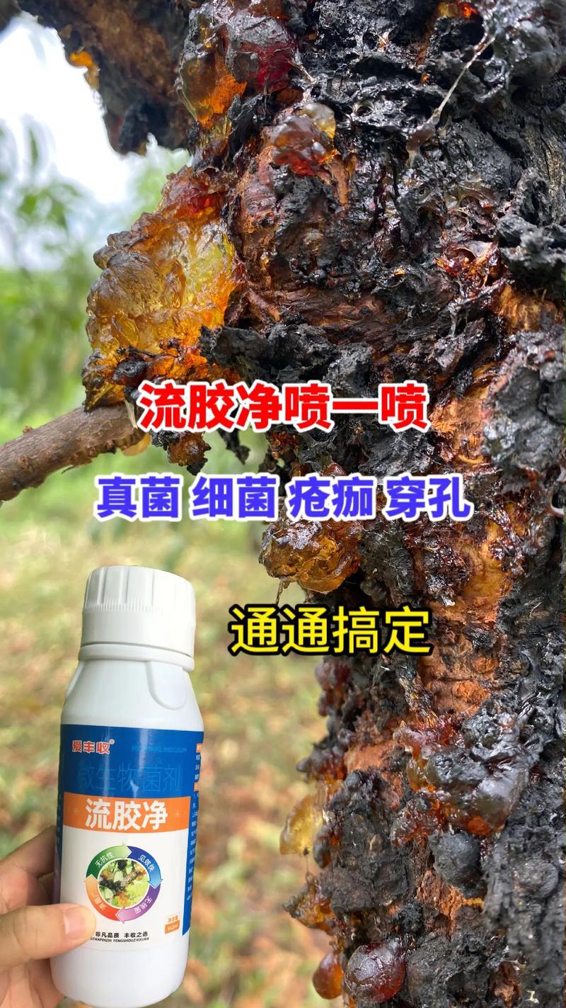 果樹流膠病的科學防治 揭秘“一噴就靈”的背后真相