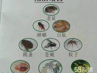 寶應蟲害防治 專業滅鼠、滅蟑螂及除四害服務助力健康生活