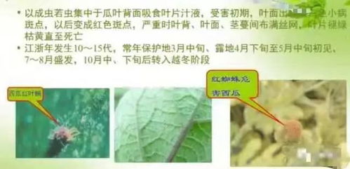 西瓜病蟲害防治和水肥營養(yǎng)管理